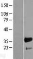 FHL3 Protein - Western validation with an anti-DDK antibody * L: Control HEK293 lysate R: Over-expression lysate
