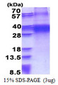 FHL3 Protein