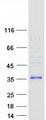 FHL3 Protein - Purified recombinant protein FHL3 was analyzed by SDS-PAGE gel and Coomassie Blue Staining