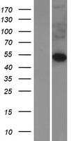 FIBCD1 Protein - Western validation with an anti-DDK antibody * L: Control HEK293 lysate R: Over-expression lysate