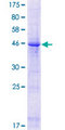 FIBIN Protein - 12.5% SDS-PAGE of human FIBIN stained with Coomassie Blue