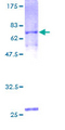 FIBP Protein - 12.5% SDS-PAGE of human FIBP stained with Coomassie Blue
