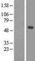 Fibulin-3 / EFEMP1 Protein - Western validation with an anti-DDK antibody * L: Control HEK293 lysate R: Over-expression lysate