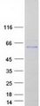 Fibulin-3 / EFEMP1 Protein - Purified recombinant protein EFEMP1 was analyzed by SDS-PAGE gel and Coomassie Blue Staining