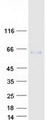 Fibulin-3 / EFEMP1 Protein - Purified recombinant protein EFEMP1 was analyzed by SDS-PAGE gel and Coomassie Blue Staining