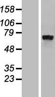 FIG1 / IL4I1 Protein - Western validation with an anti-DDK antibody * L: Control HEK293 lysate R: Over-expression lysate