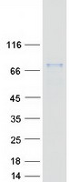 FIG1 / IL4I1 Protein - Purified recombinant protein IL4I1 was analyzed by SDS-PAGE gel and Coomassie Blue Staining