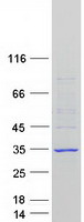 FIGLA Protein - Purified recombinant protein FIGLA was analyzed by SDS-PAGE gel and Coomassie Blue Staining