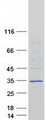 FIGLA Protein - Purified recombinant protein FIGLA was analyzed by SDS-PAGE gel and Coomassie Blue Staining