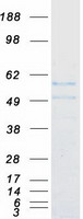 FIZ1 Protein - Purified recombinant protein FIZ1 was analyzed by SDS-PAGE gel and Coomassie Blue Staining