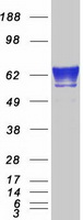 FKBP10 / FKBP65 Protein - Purified recombinant protein FKBP10 was analyzed by SDS-PAGE gel and Coomassie Blue Staining