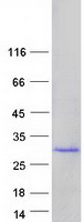 FKBP11 Protein - Purified recombinant protein FKBP11 was analyzed by SDS-PAGE gel and Coomassie Blue Staining