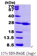 FKBP14 Protein