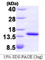FKBP1A / FKBP12 Protein