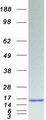 FKBP1A / FKBP12 Protein - Purified recombinant protein FKBP1A was analyzed by SDS-PAGE gel and Coomassie Blue Staining