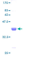 FKBP1B / FKBP12.6 Protein - 12.5% SDS-PAGE of human FKBP1B stained with Coomassie Blue