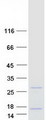 FKBP1B / FKBP12.6 Protein - Purified recombinant protein FKBP1B was analyzed by SDS-PAGE gel and Coomassie Blue Staining