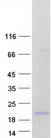 FKBP2 Protein - Purified recombinant protein FKBP2 was analyzed by SDS-PAGE gel and Coomassie Blue Staining