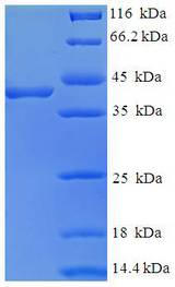 FKBP25 / FKBP3 Protein