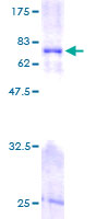 FKBP38 / FKBP8 Protein - 12.5% SDS-PAGE of human FKBP8 stained with Coomassie Blue