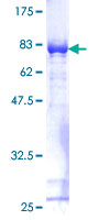 FKBP4 / FKBP52 Protein - 12.5% SDS-PAGE of human FKBP4 stained with Coomassie Blue
