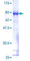 FKBP4 / FKBP52 Protein - 12.5% SDS-PAGE of human FKBP4 stained with Coomassie Blue