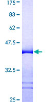 FKBP4 / FKBP52 Protein - 12.5% SDS-PAGE Stained with Coomassie Blue.