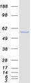 FKBP4 / FKBP52 Protein - Purified recombinant protein FKBP4 was analyzed by SDS-PAGE gel and Coomassie Blue Staining