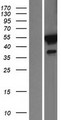 FKBP5 / FKBP51 Protein - Western validation with an anti-DDK antibody * L: Control HEK293 lysate R: Over-expression lysate