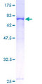 FKBP5 / FKBP51 Protein - 12.5% SDS-PAGE of human FKBP5 stained with Coomassie Blue