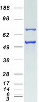 FKBP5 / FKBP51 Protein - Purified recombinant protein FKBP5 was analyzed by SDS-PAGE gel and Coomassie Blue Staining