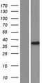 FKBP6 Protein - Western validation with an anti-DDK antibody * L: Control HEK293 lysate R: Over-expression lysate