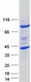 FKBP6 Protein - Purified recombinant protein FKBP6 was analyzed by SDS-PAGE gel and Coomassie Blue Staining