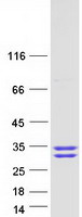 FKBP7 Protein - Purified recombinant protein FKBP7 was analyzed by SDS-PAGE gel and Coomassie Blue Staining