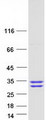 FKBP7 Protein - Purified recombinant protein FKBP7 was analyzed by SDS-PAGE gel and Coomassie Blue Staining
