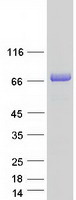 FKBP9 Protein - Purified recombinant protein FKBP9 was analyzed by SDS-PAGE gel and Coomassie Blue Staining