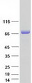 FKBP9 Protein - Purified recombinant protein FKBP9 was analyzed by SDS-PAGE gel and Coomassie Blue Staining