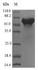 FKBPL Protein - (Tris-Glycine gel) Discontinuous SDS-PAGE (reduced) with 5% enrichment gel and 15% separation gel.