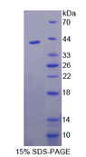 FKBPL Protein - Recombinant  FK506 Binding Protein Like Protein By SDS-PAGE