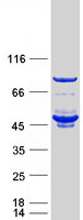 FKBPL Protein - Purified recombinant protein FKBPL was analyzed by SDS-PAGE gel and Coomassie Blue Staining