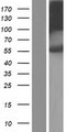 FKTN / Fukutin Protein - Western validation with an anti-DDK antibody * L: Control HEK293 lysate R: Over-expression lysate
