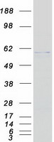 FKTN / Fukutin Protein - Purified recombinant protein FKTN was analyzed by SDS-PAGE gel and Coomassie Blue Staining
