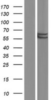 FLAD1 / FADS Protein - Western validation with an anti-DDK antibody * L: Control HEK293 lysate R: Over-expression lysate