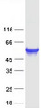 FLAD1 / FADS Protein - Purified recombinant protein FLAD1 was analyzed by SDS-PAGE gel and Coomassie Blue Staining