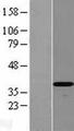FLAME-3 / DEDD2 Protein - Western validation with an anti-DDK antibody * L: Control HEK293 lysate R: Over-expression lysate