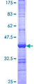 FLCN / Folliculin Protein - 12.5% SDS-PAGE Stained with Coomassie Blue.