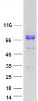 FLCN / Folliculin Protein - Purified recombinant protein FLCN was analyzed by SDS-PAGE gel and Coomassie Blue Staining
