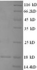 FLG / Filaggrin Protein - (Tris-Glycine gel) Discontinuous SDS-PAGE (reduced) with 5% enrichment gel and 15% separation gel.