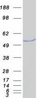 FLI1 Protein - Purified recombinant protein FLI1 was analyzed by SDS-PAGE gel and Coomassie Blue Staining