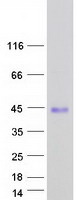 FLJ11286 Protein - Purified recombinant protein C19orf66 was analyzed by SDS-PAGE gel and Coomassie Blue Staining